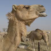 At the camel farm